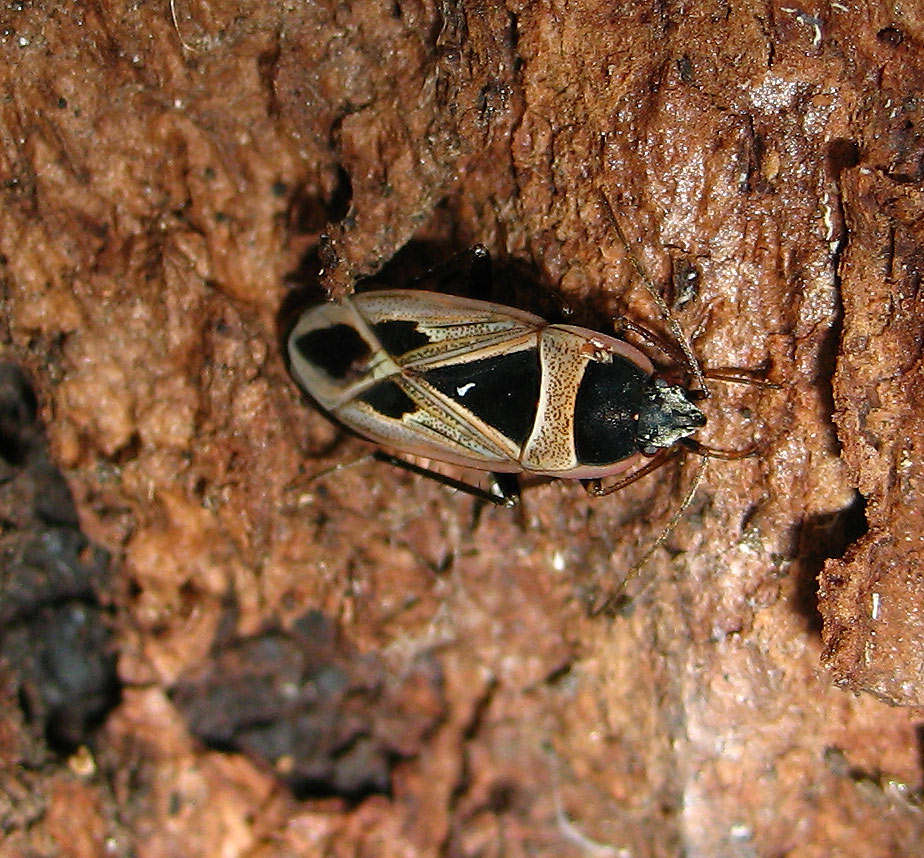 Xanthochilus saturnius