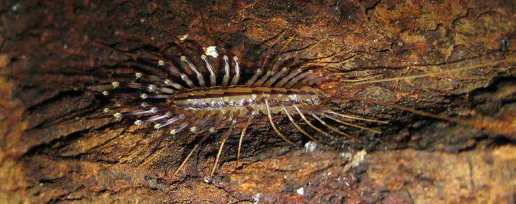 Scutigera coleoptrata