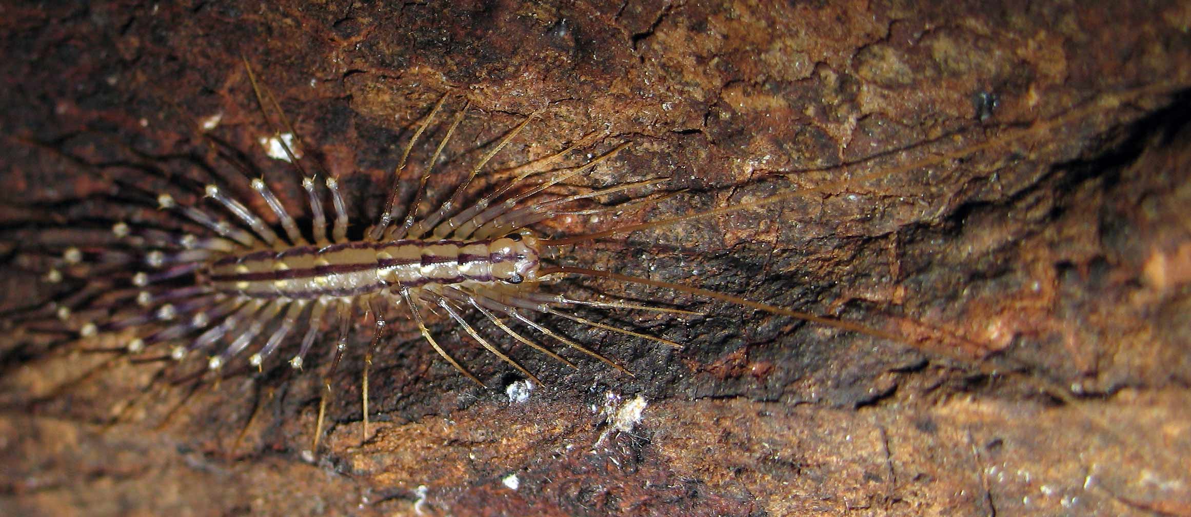 Scutigera coleoptrata