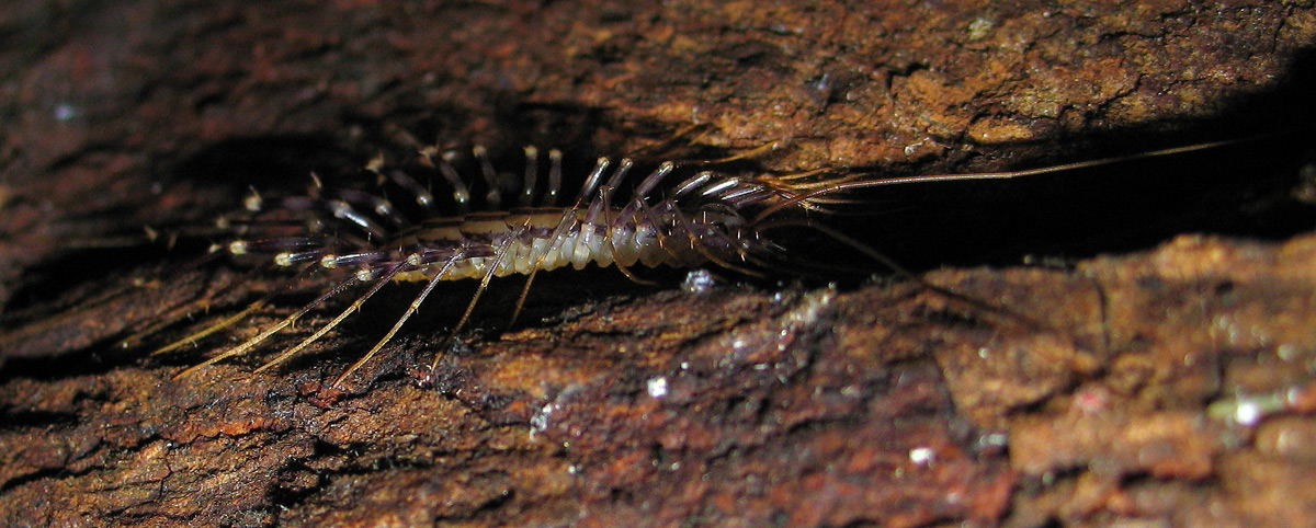 Scutigera coleoptrata