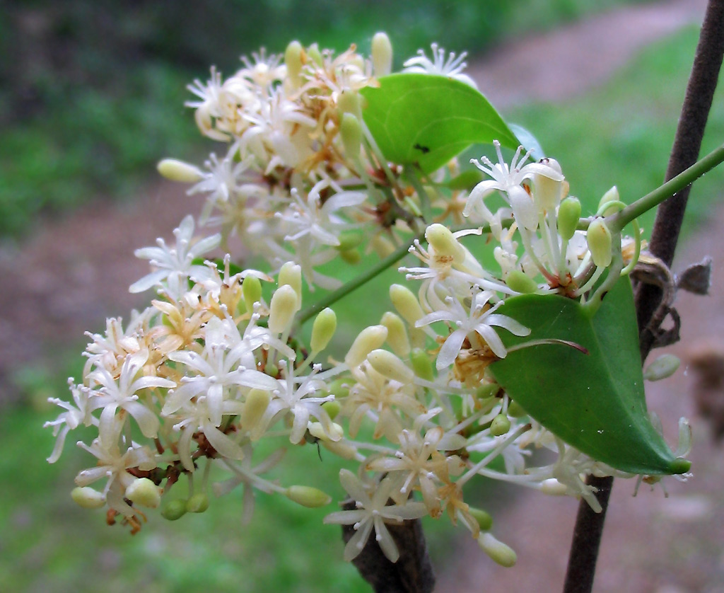 Smilax aspera / Salsapariglia