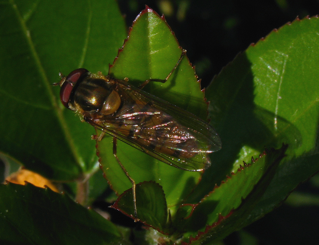 Sphaerophoria ?: Episyrphus balteatus