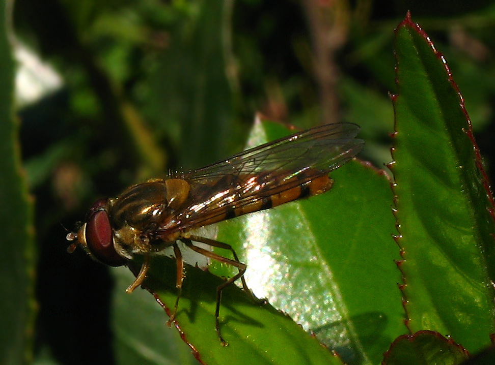 Sphaerophoria ?: Episyrphus balteatus