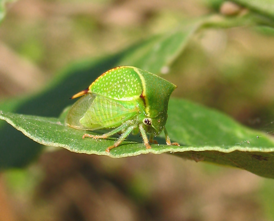 Stictocephala bisonia