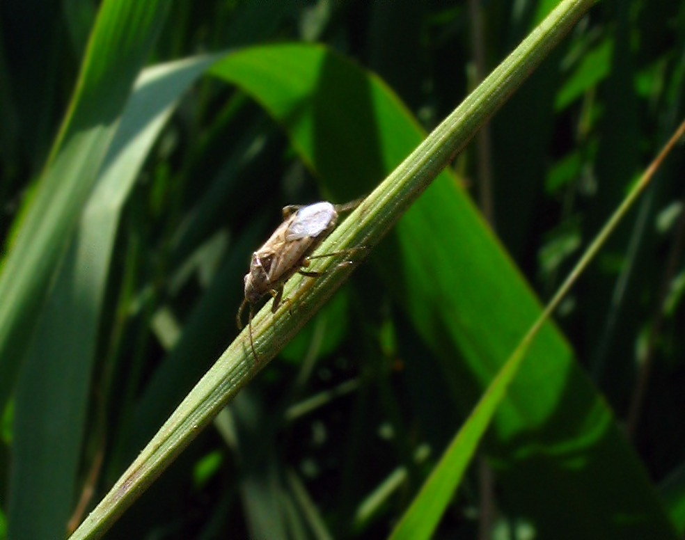 Due piccoli Rhopalidae: Lyorhissus hyalinus (?) e...