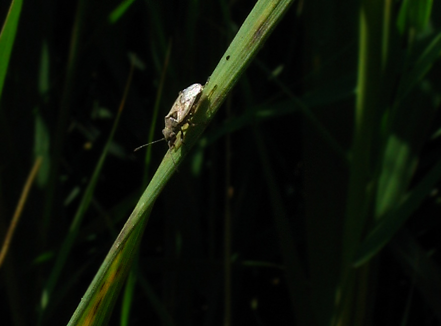 Due piccoli Rhopalidae: Lyorhissus hyalinus (?) e...