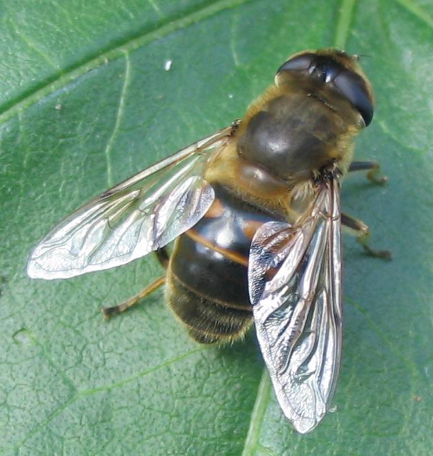 Syrphidae: Eristalis sp??