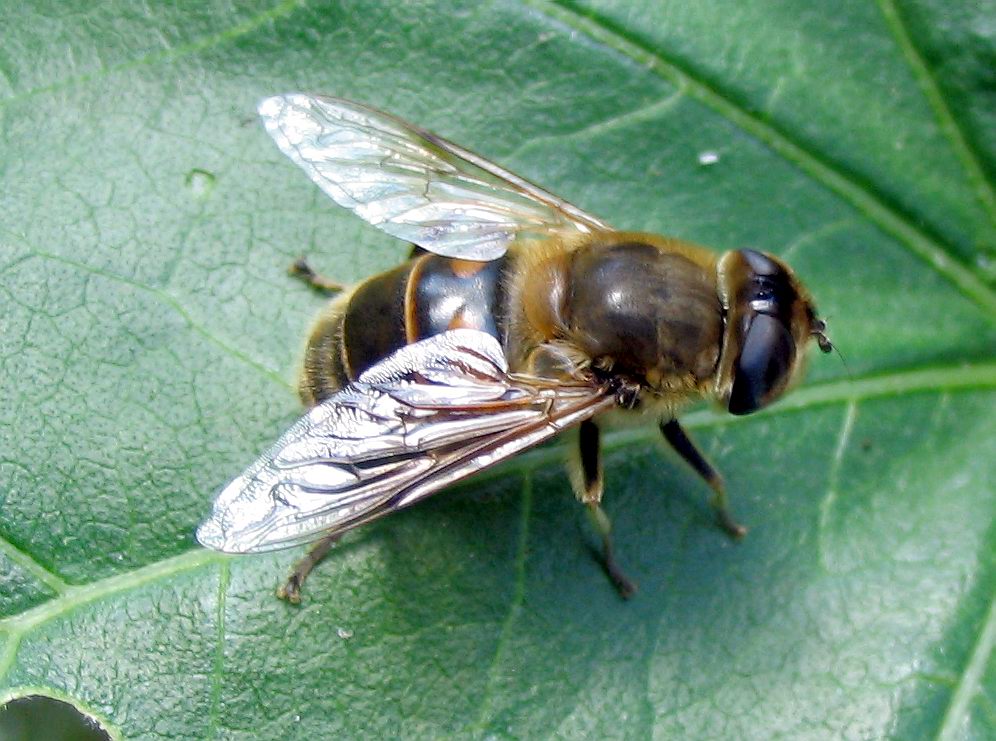 Syrphidae: Eristalis sp??