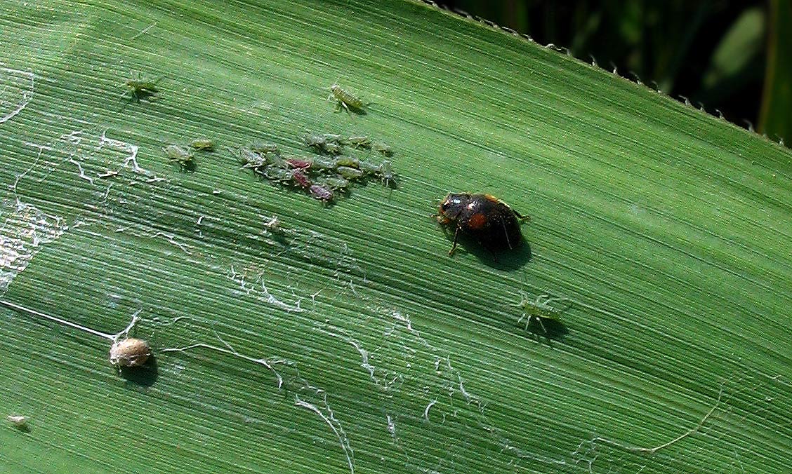 Aelia bipunctata?