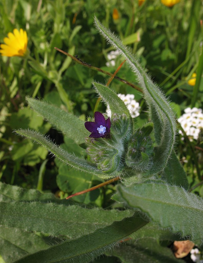 Anchusa italica? no, Anchusa undulata