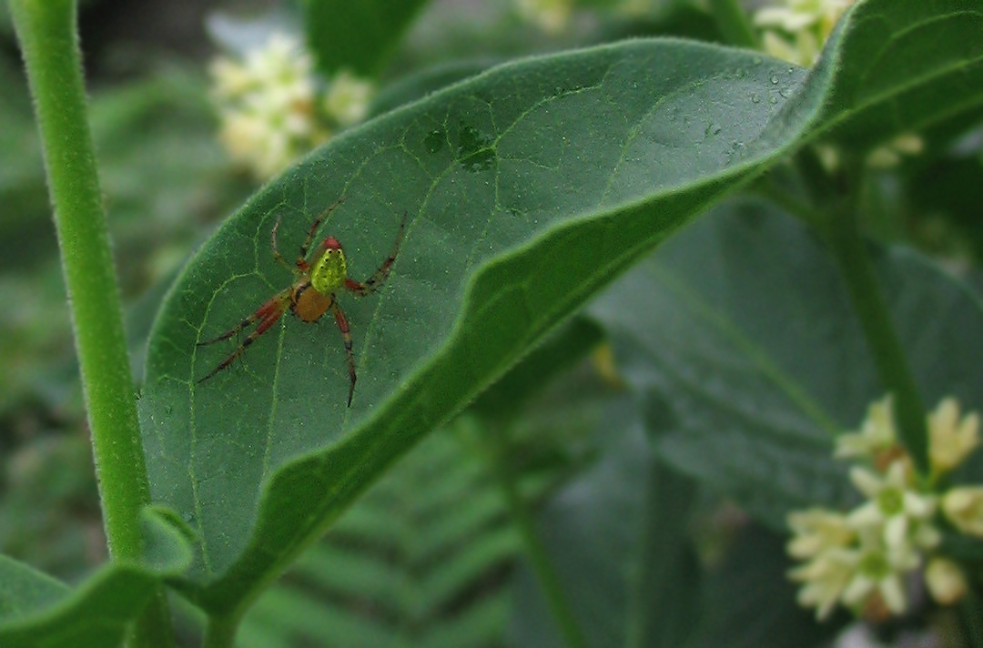 Araniella sp.