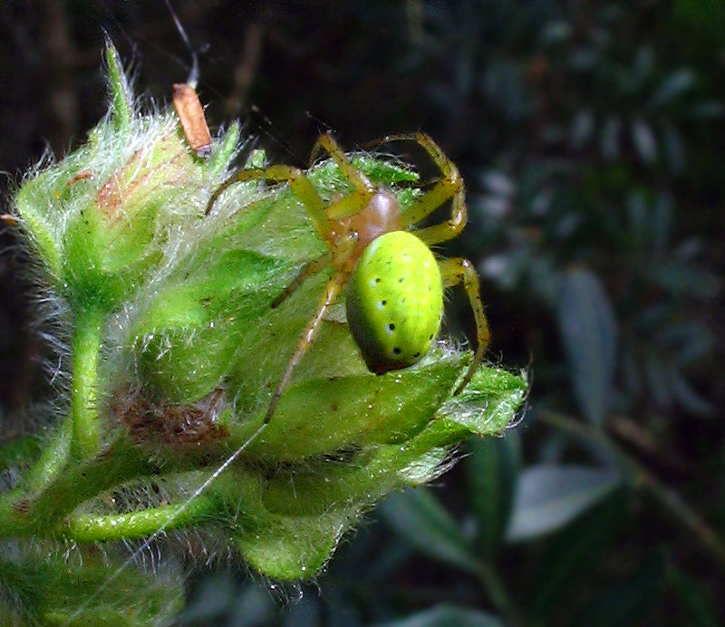 Araniella sp.