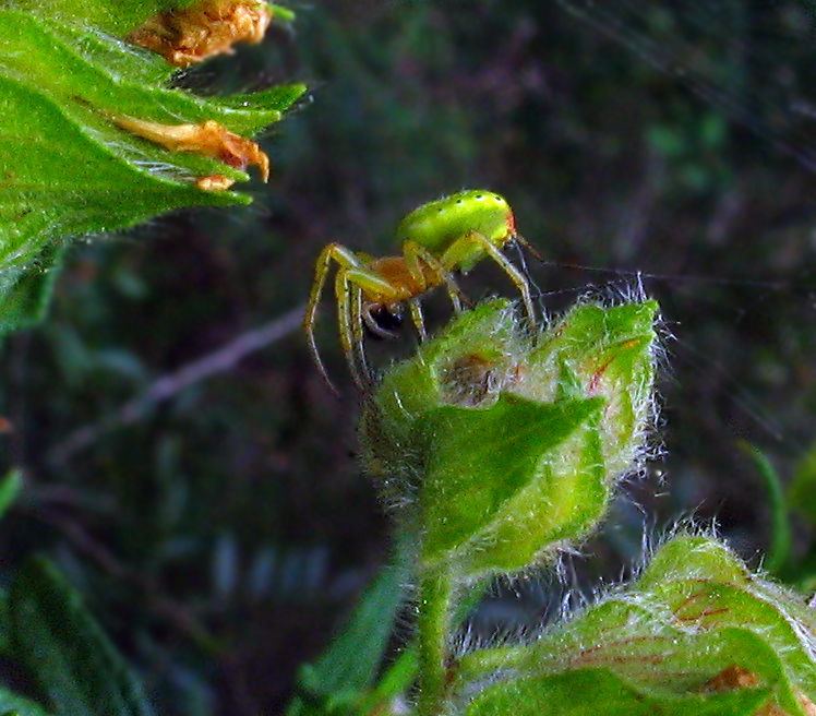 Araniella sp.