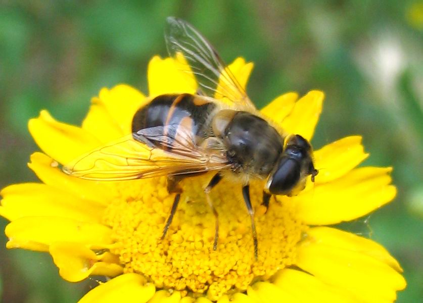 Syrphidae: Eristalis sp??