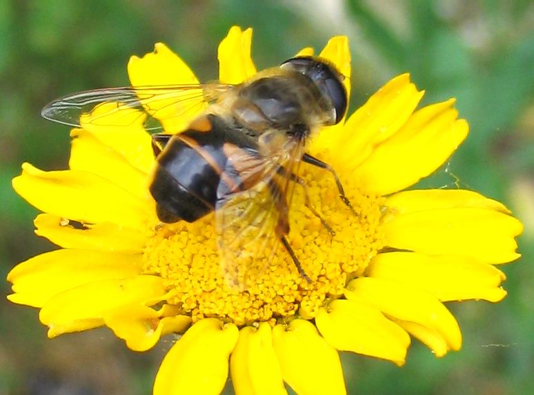 Syrphidae: Eristalis sp??