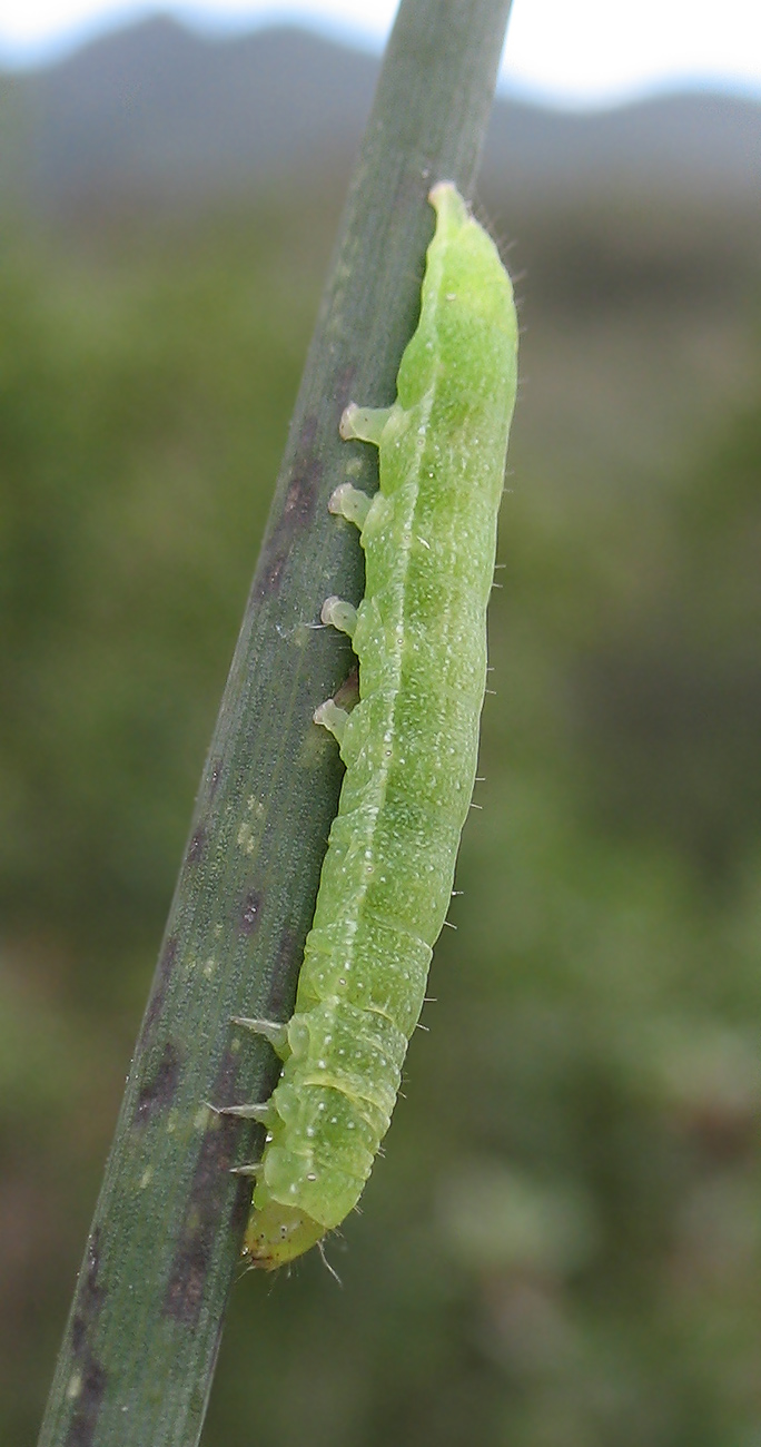 Bruco verde su Ginestra