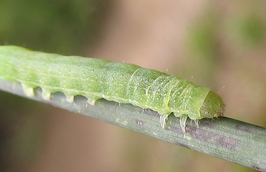 Bruco verde su Ginestra