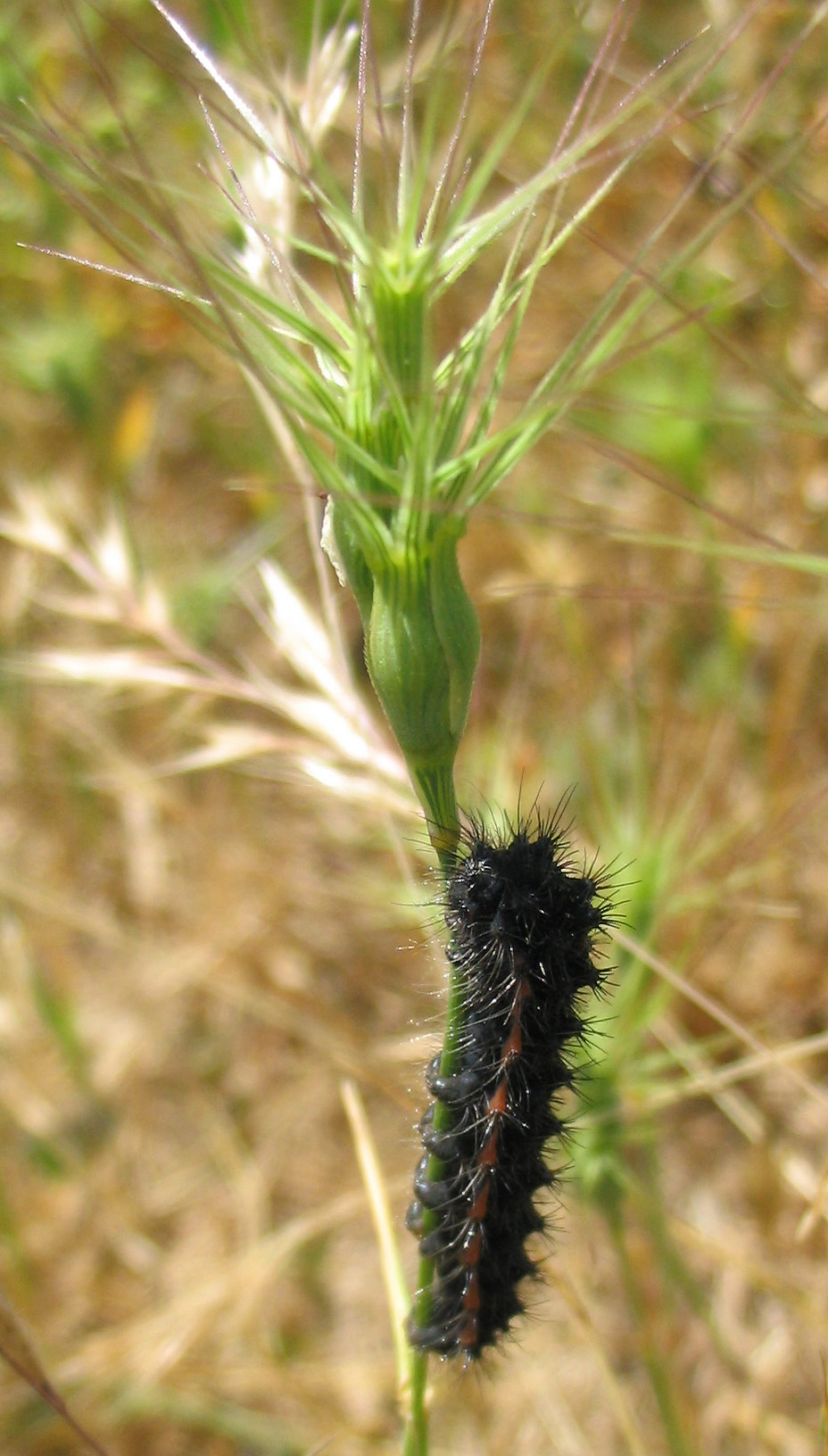 Bruco su Aegilops