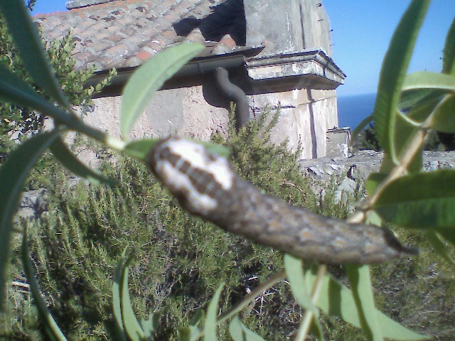 Bruco di Acherontia atropos