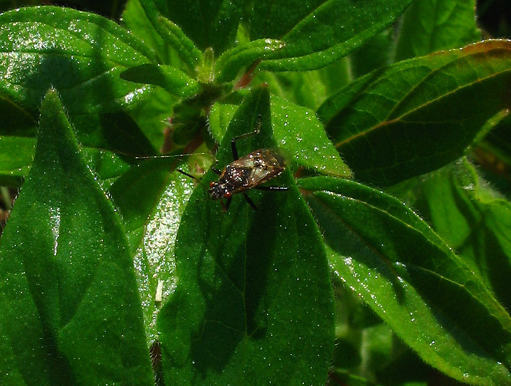 Due piccoli Rhopalidae: Lyorhissus hyalinus (?) e...