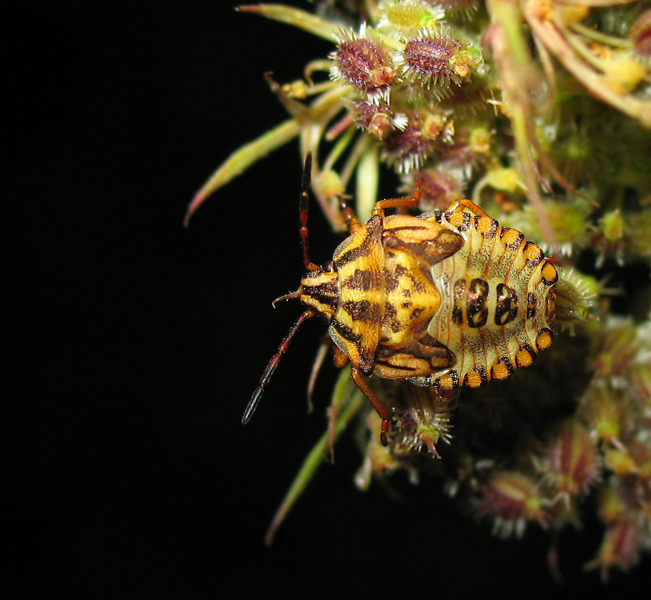 Carpocoris sp.