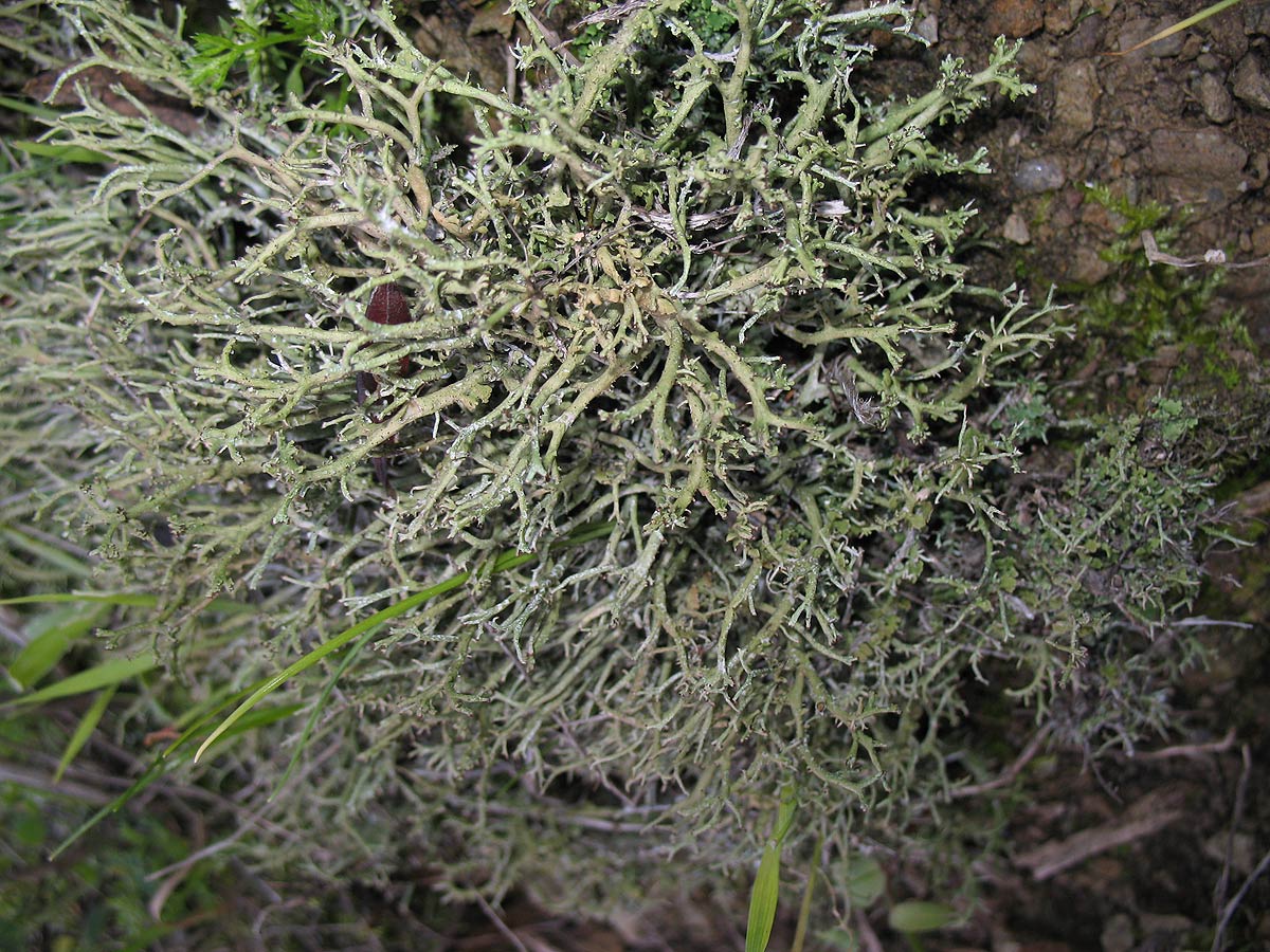 Cladonia sp.?