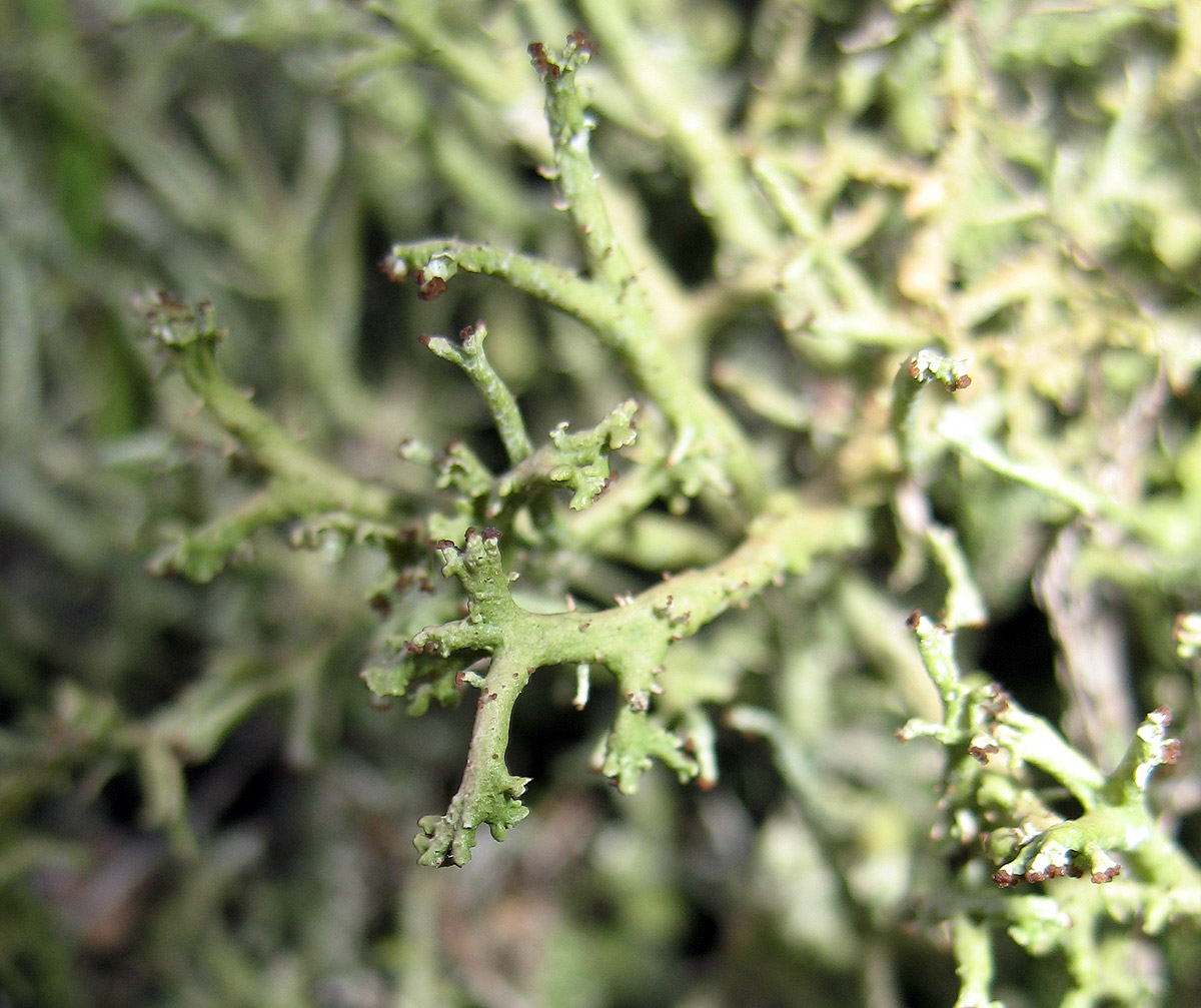 Cladonia sp.?