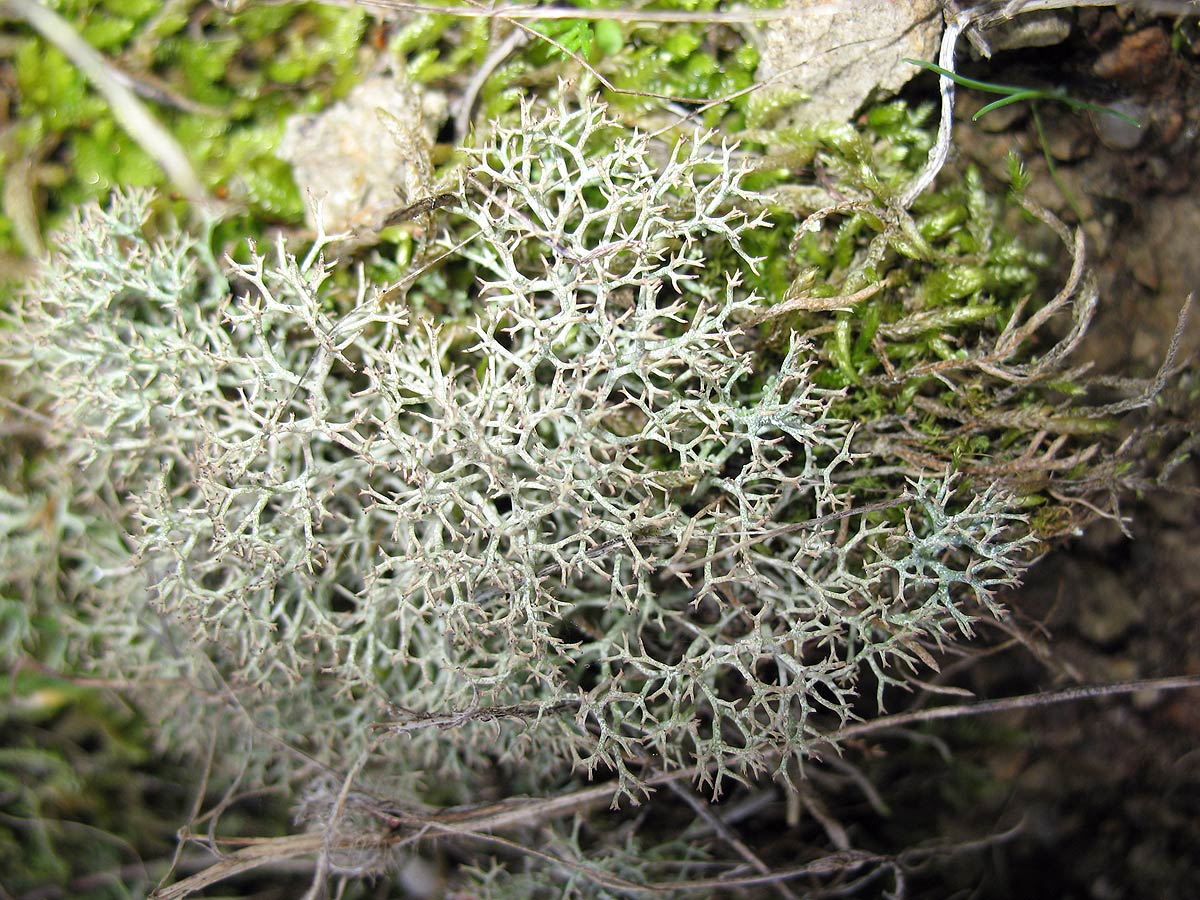 Cladonia rangiformis e Roccella phycopsis