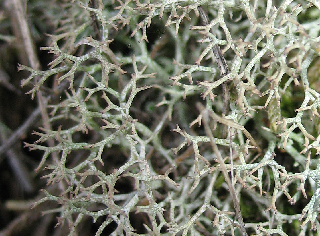 Cladonia rangiformis e Roccella phycopsis