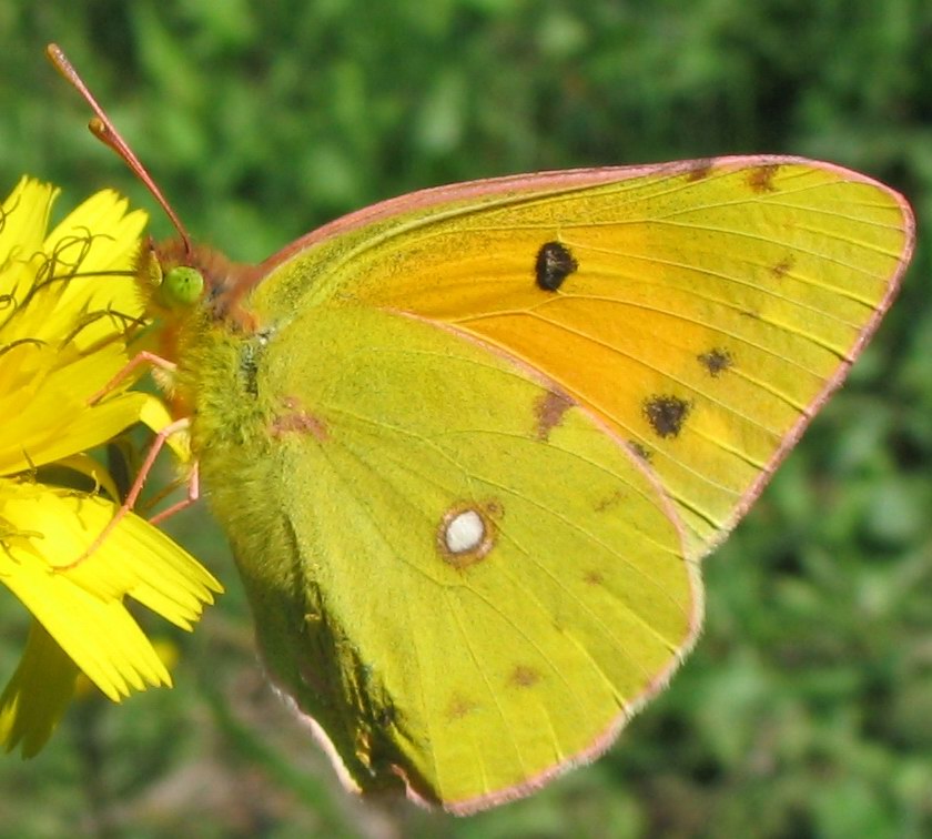 Colias sp., tutte croceus?