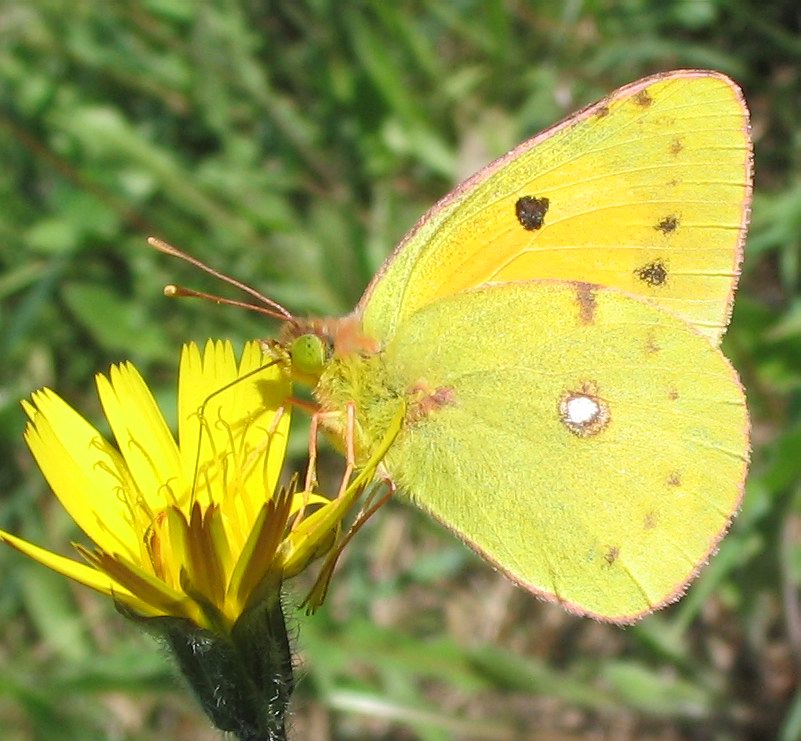 Colias sp., tutte croceus?