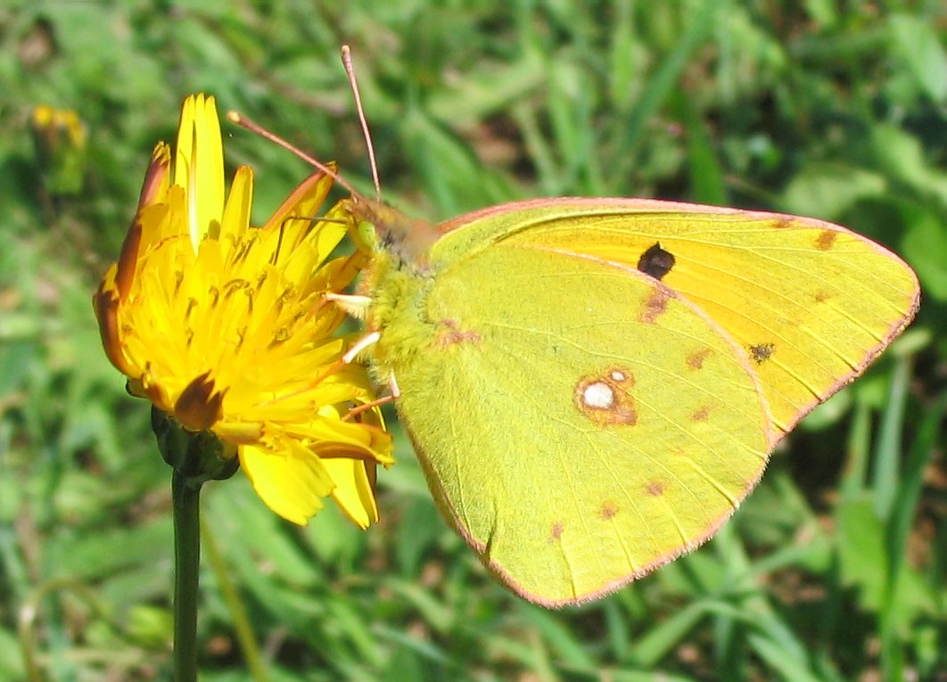 Colias sp., tutte croceus?