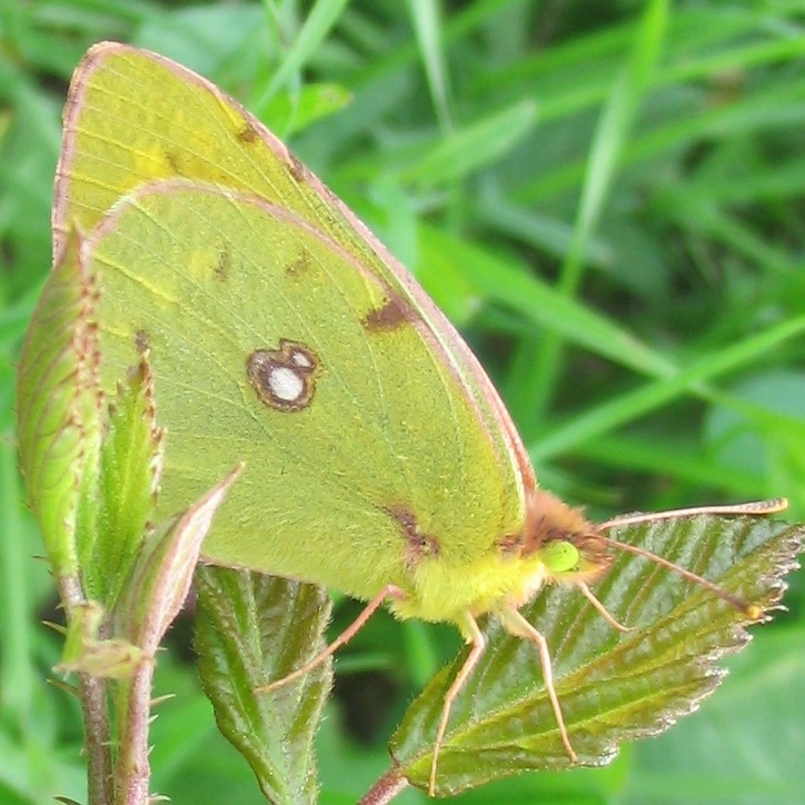 Colias sp., tutte croceus?