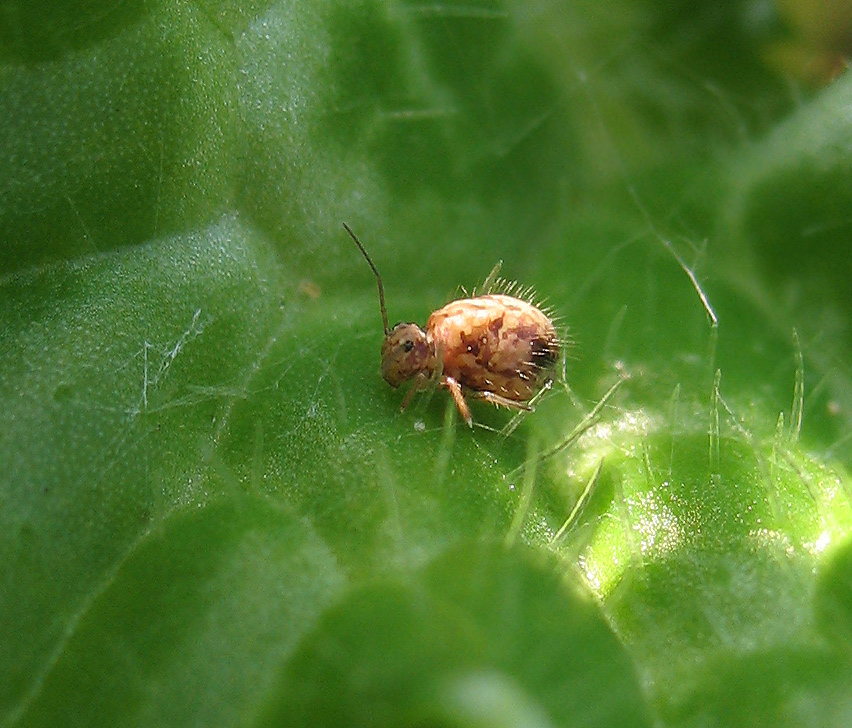 Collembola: Ptenothrix marmorata?