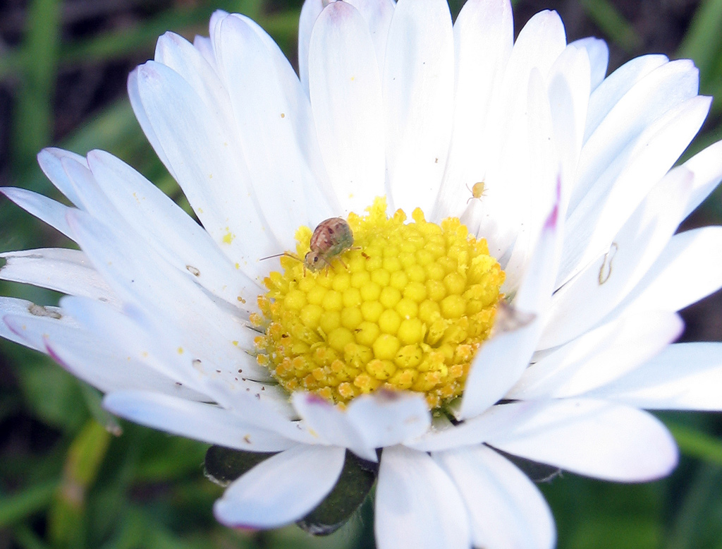 Collembola: Ptenothrix marmorata?