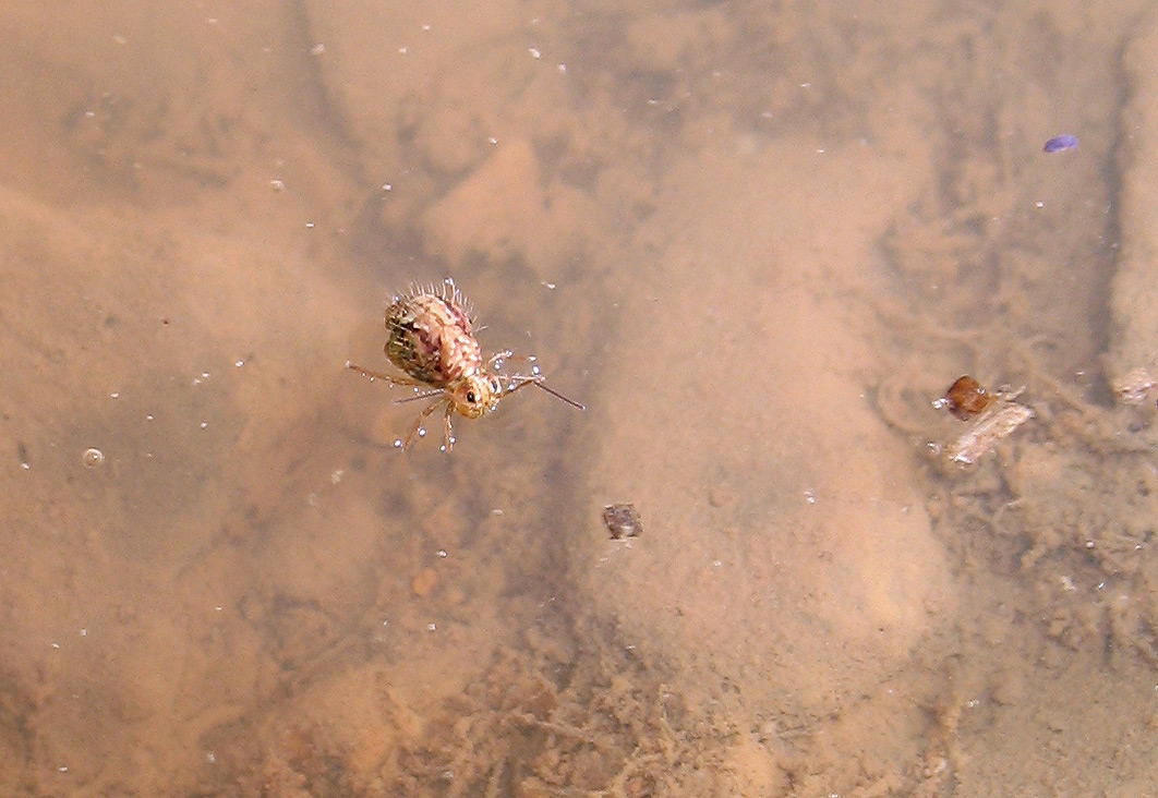 Collembola: Ptenothrix marmorata?