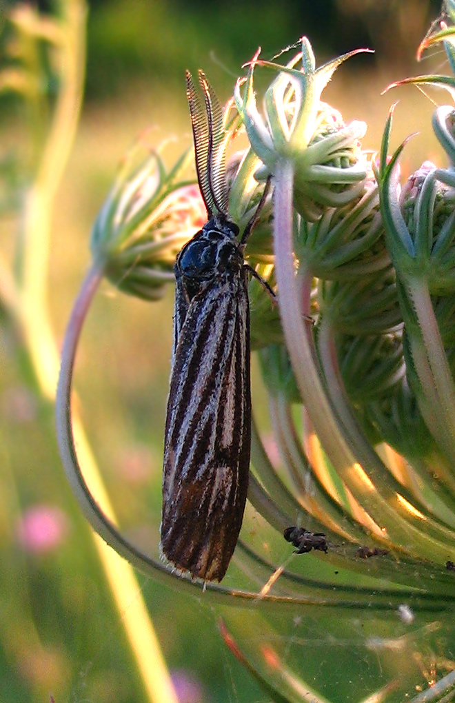 Coscinia striata?