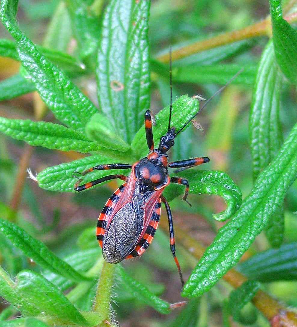 Rhynocoris cuspidatus?