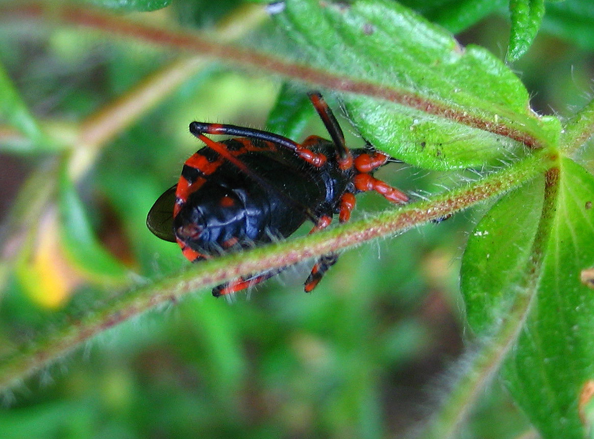 Rhynocoris cuspidatus?