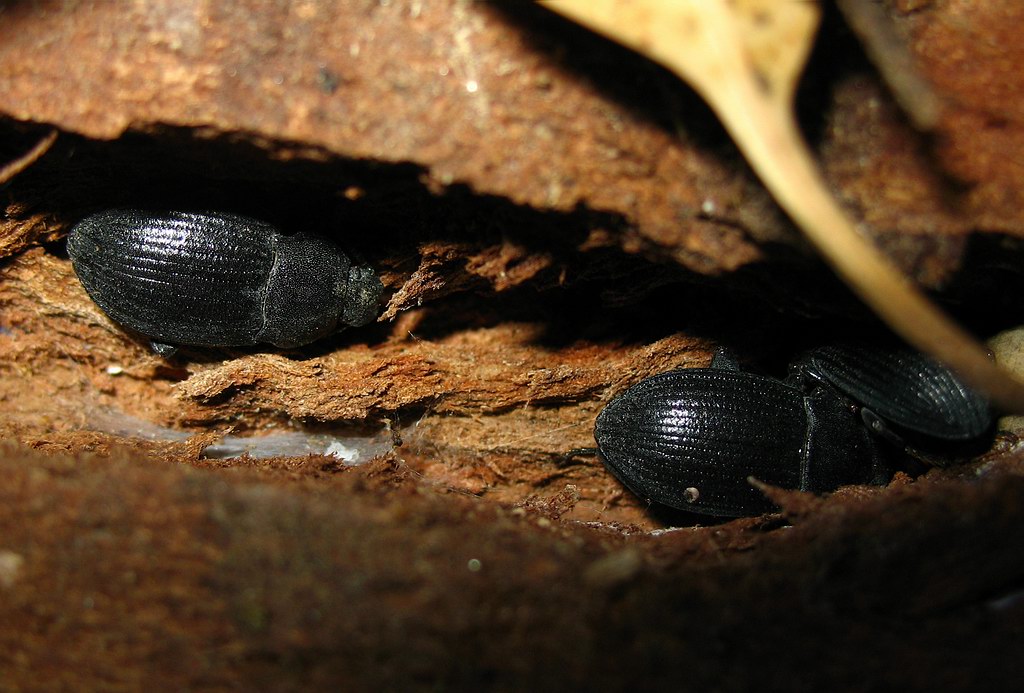 Dendarus coarcticollis