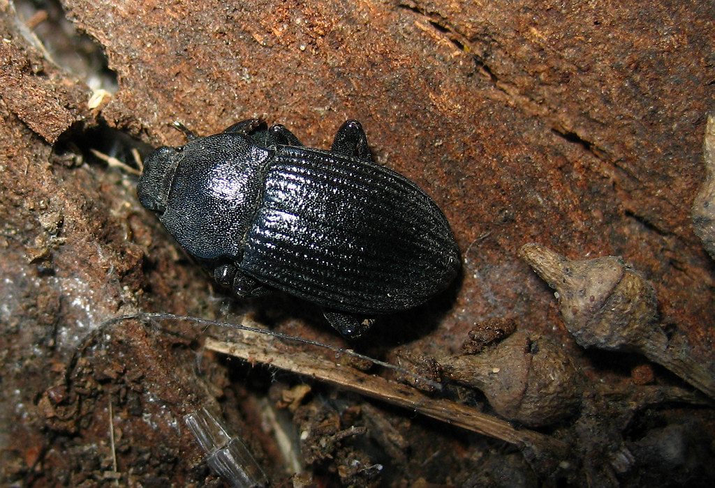 Dendarus coarcticollis