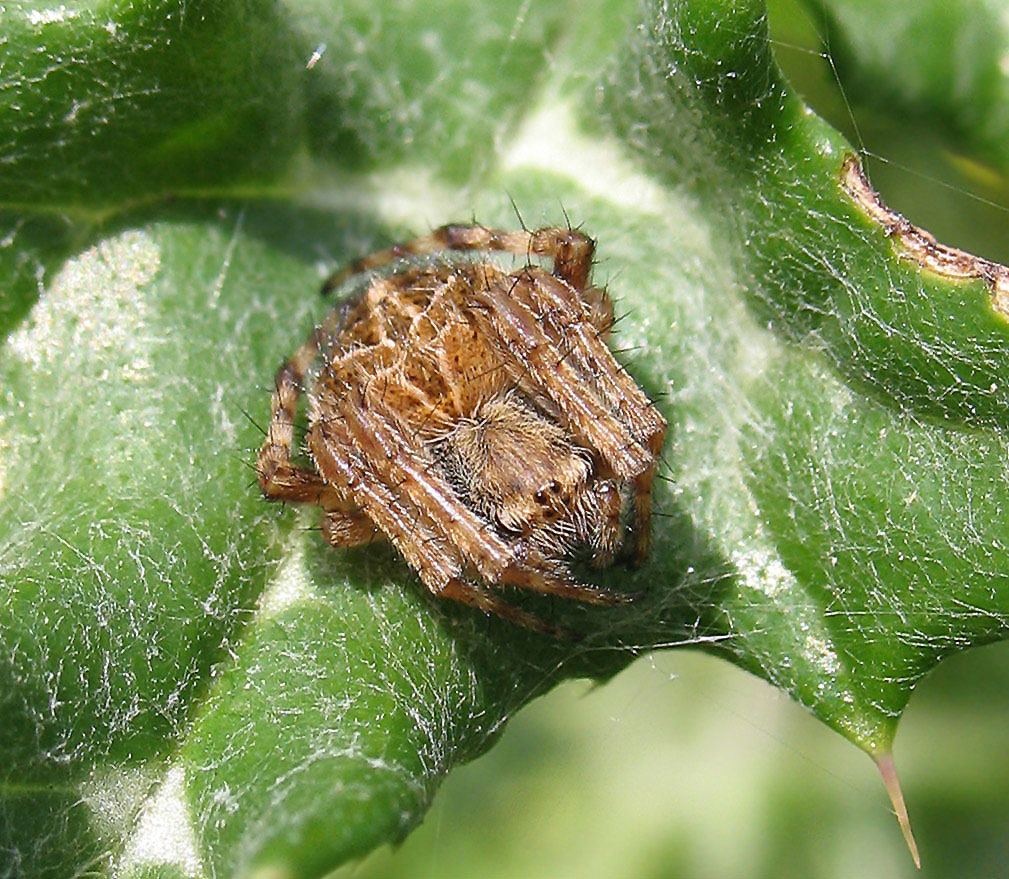 Agalenatea redii  e Gibbaranea sp.