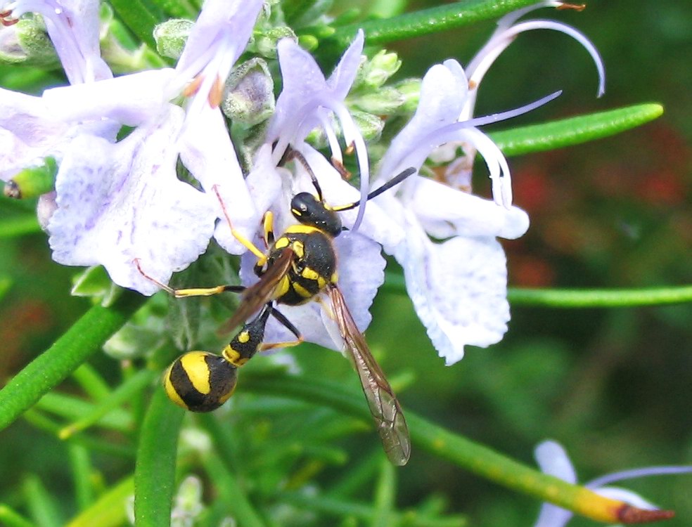 Eumenes sp. (Vespidae Eumeninae)