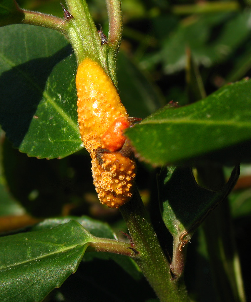 Galla su Rhamnus alaternus