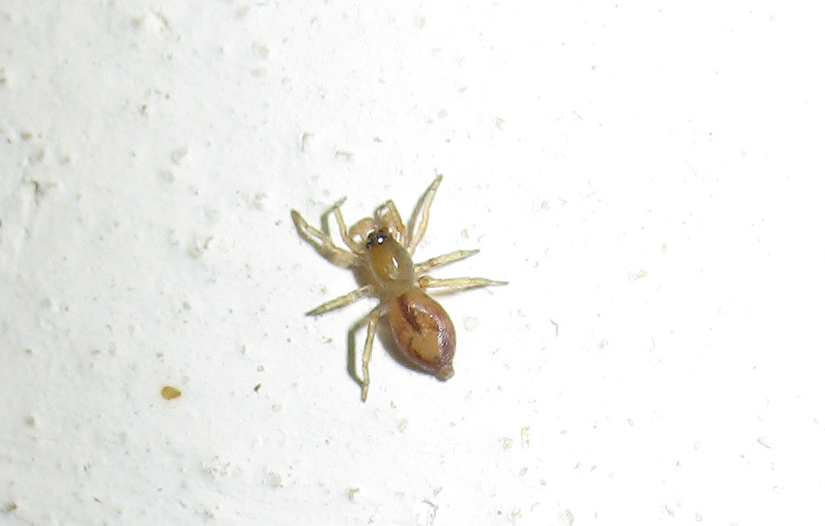 Clubiona sp.