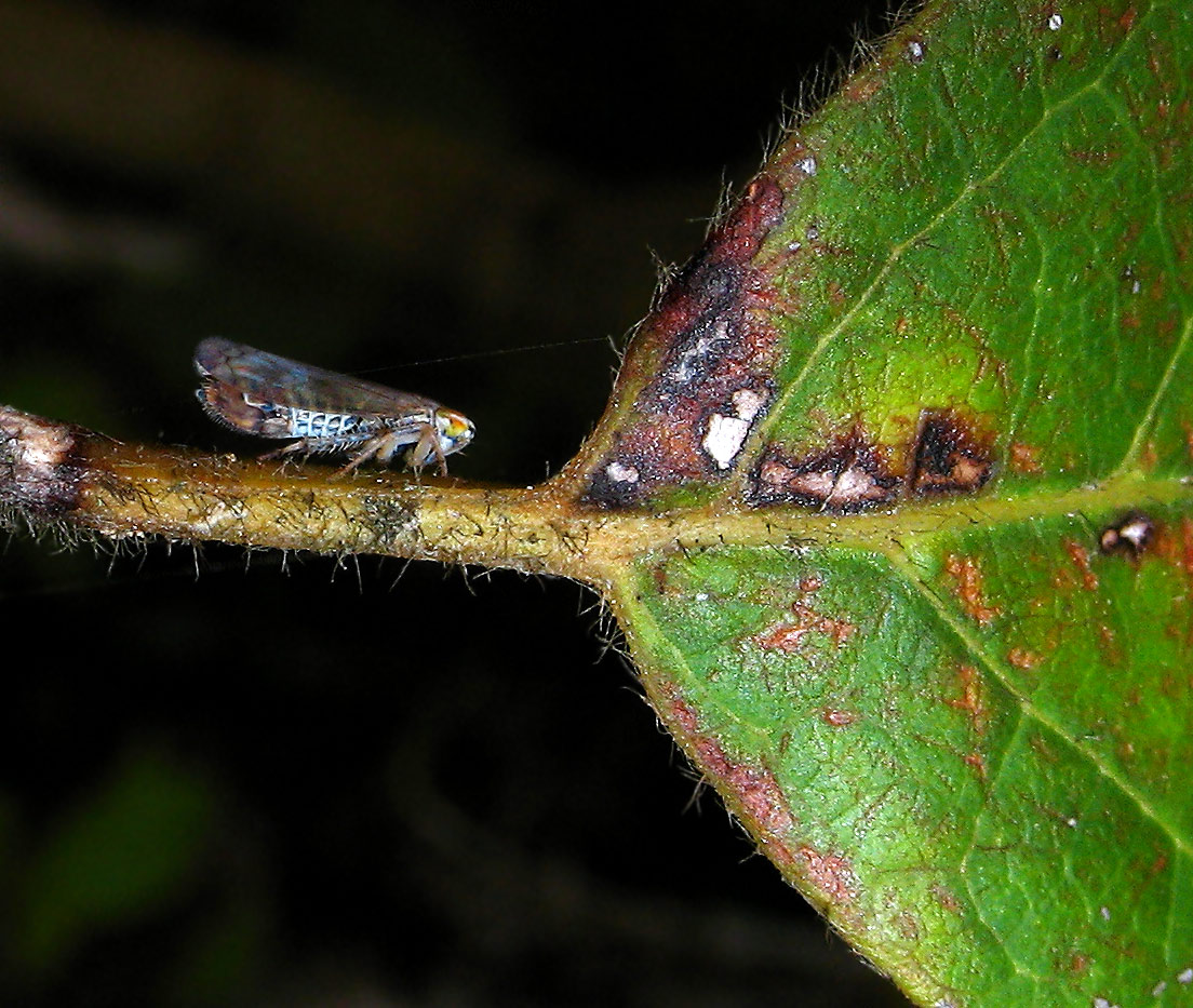 Cicadellidae??