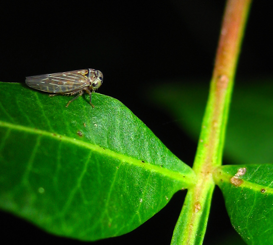 Cicadellidae??