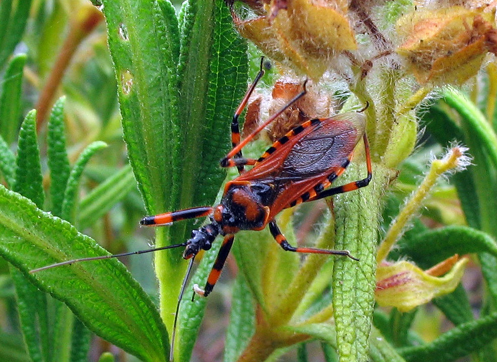 Rhynocoris iracundus