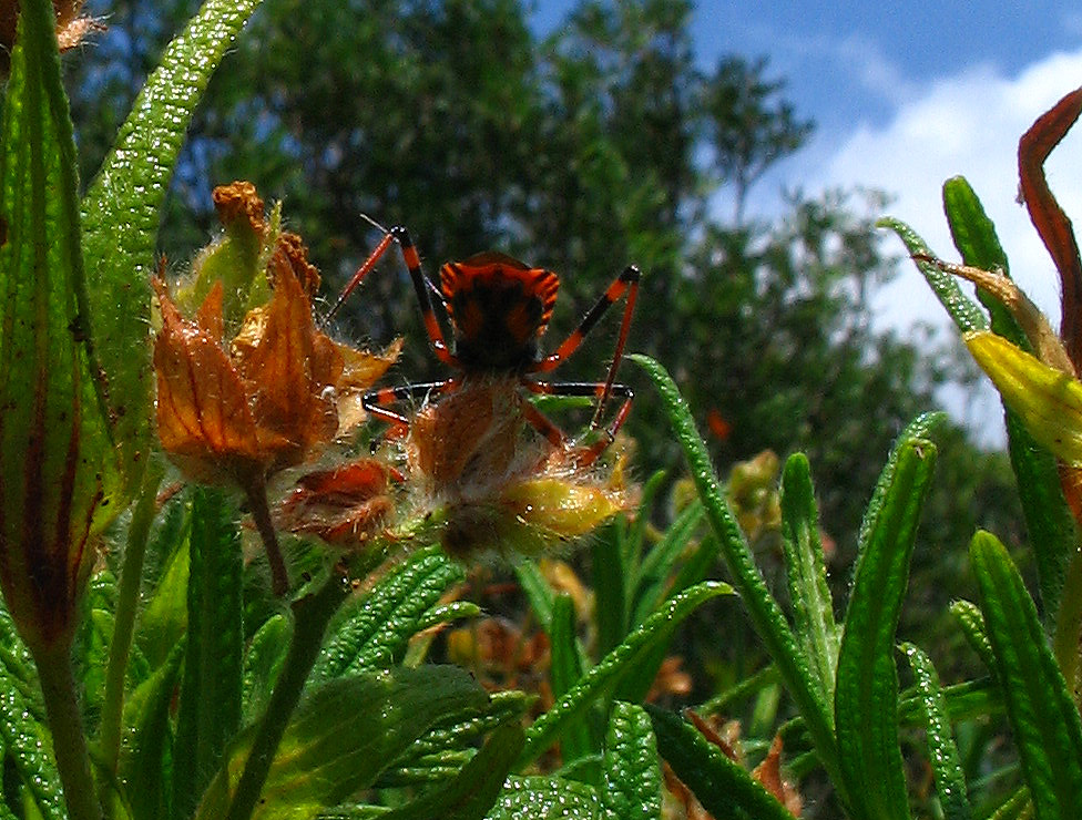 Rhynocoris iracundus