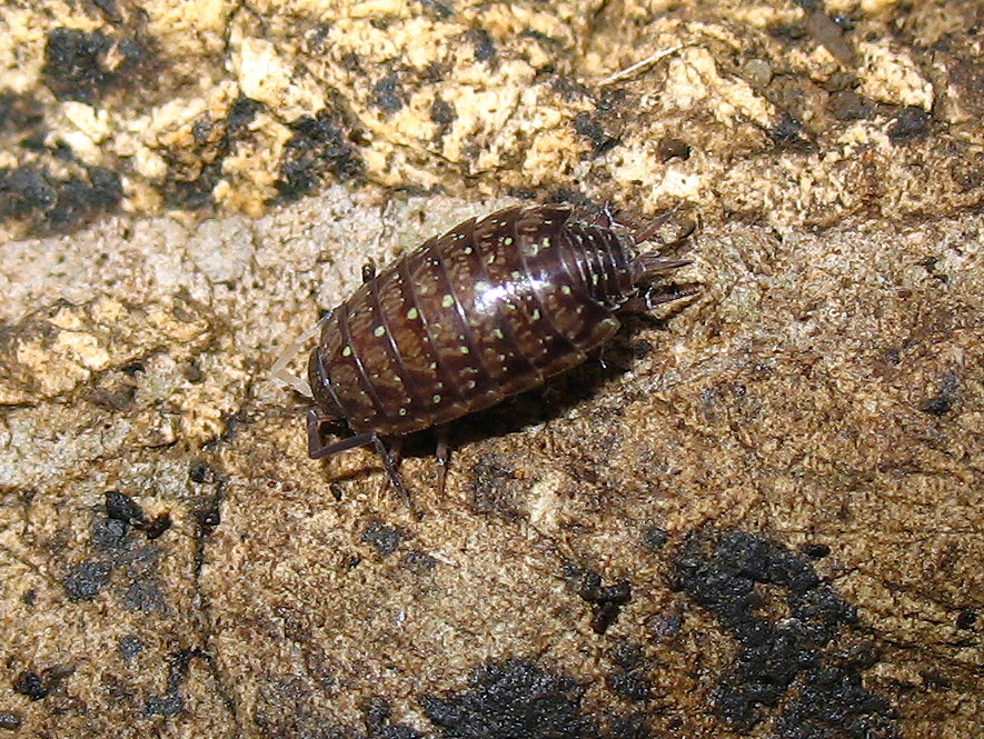 Philoscia sp.